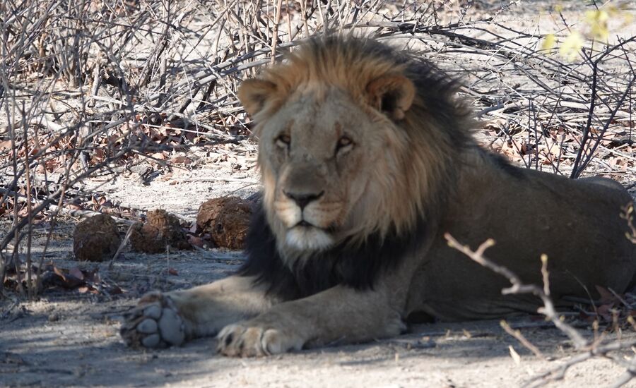 etosha-nationalpark-namibia-bigfive-reisen-afrikaspezialist-fine-travel-stgallen-reiseberatung-ferien