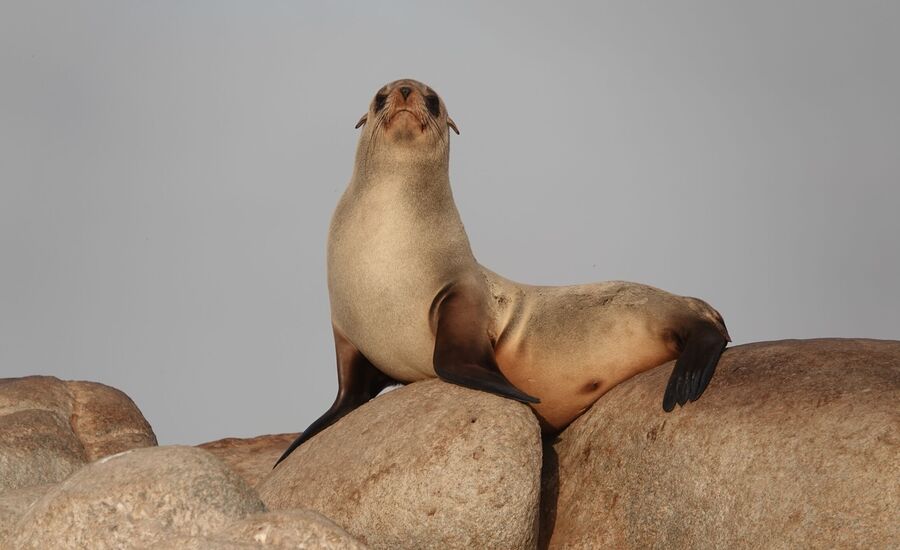 skeletoncoast-namibia-selbstfahrer-afrikaspezialist-ostschweiz-luxusreise-individuell-reiseplanung-reisebuero-stgallen