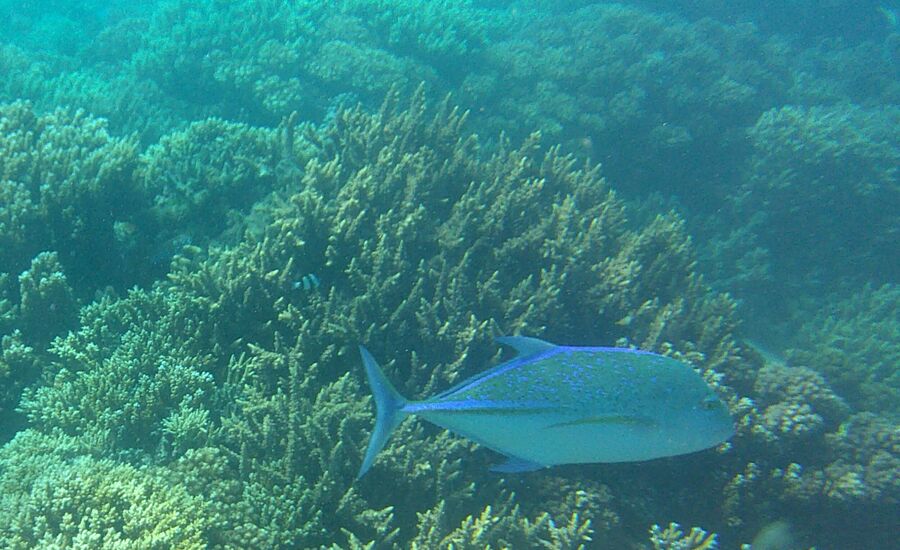 yasawa-fiji-suedsee-reisebericht-finetravel-reisebuero-stgallen-karin-schoen-fernreise-suedseespezialist