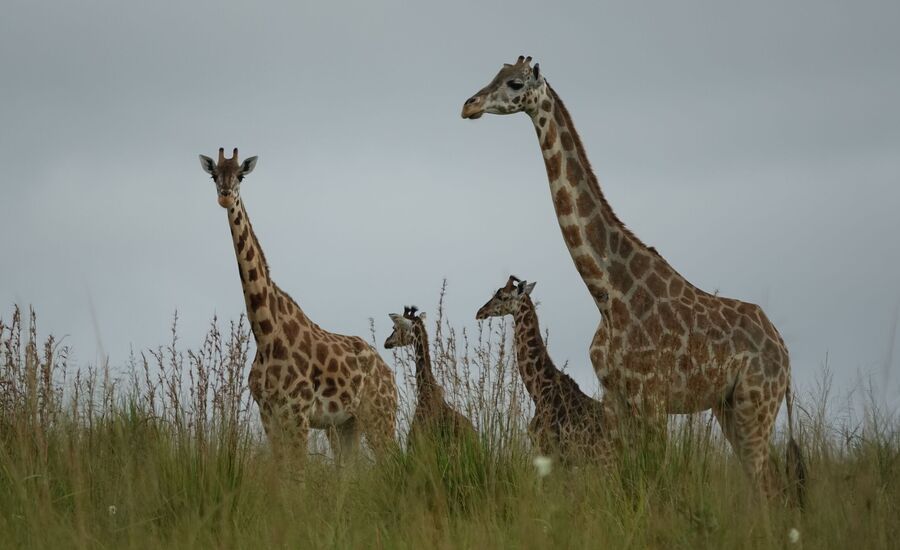 giraffen-murchisonfalls-nationalpark-uganda-selfdrive-selbstfahrer-afrika-wasserfaelle-reisebuero-fine-travel-ostschweiz-reiseplanung-reiseexperte