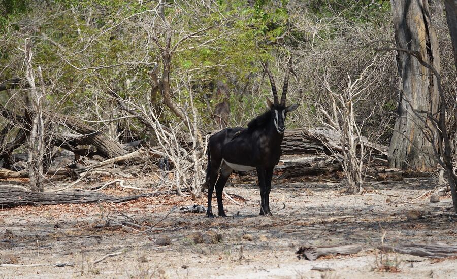 caprivi-bwabwata-maun-Botswana-4x4abenteuer-individuelle-ferienm-khaudum-nationalpark-namibia-bigfive-reisen-afrikaspezialist-fine-travel-stgallen-reiseberatung-ferien