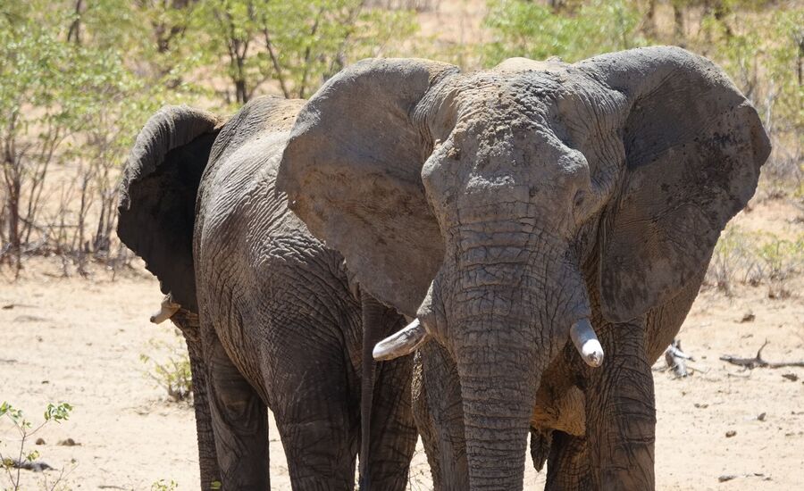 etosha-nationalpark-namibia-bigfive-reisen-afrikaspezialist-fine-travel-stgallen-reiseberatung-ferien