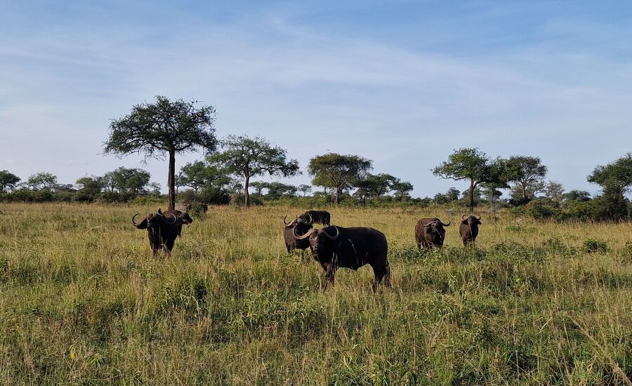 Kidepovalley-nationalpark-uganda-selfdrive-selbstfahrer-afrika-wasserfaelle-reisebuero-fine-travel-ostschweiz-reiseplanung-reiseexperte
