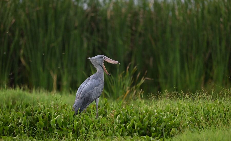 semliki-shoebill-uganda-afrika-ostafrika-reiseberatung-reiseplanung-reiseexperte-afrikaspezialist-fine-travel-reisebuero-stgallen