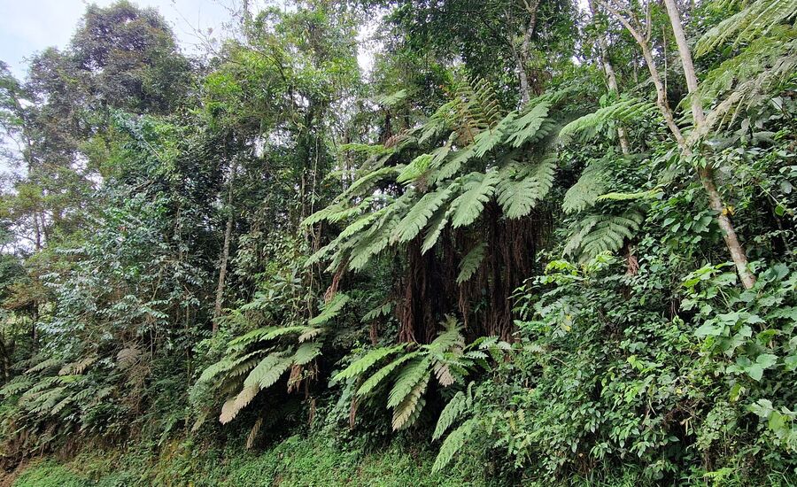 bwindi-nationalpark-uganda-finetravel-abenteuer-freiheit-weite-natur-safari-pirschfahrten-afrikakenner