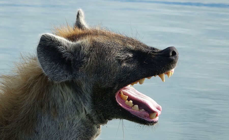 Zambia-liuwa-plains-maun-Botswana-4x4abenteuer-individuelle-ferienm-khaudum-nationalpark-namibia-bigfive-reisen-afrikaspezialist-fine-travel-stgallen-reiseberatung-ferien