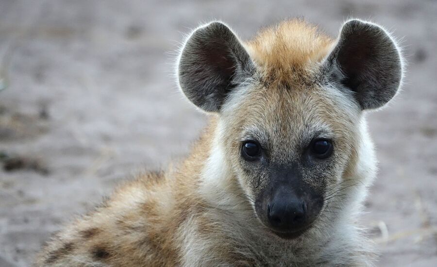 Zambia-liuwa-plains-maun-Botswana-4x4abenteuer-individuelle-ferienm-khaudum-nationalpark-namibia-bigfive-reisen-afrikaspezialist-fine-travel-stgallen-reiseberatung-ferien