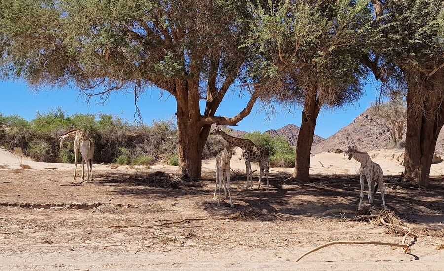 Hoanib-4x4-kakofeld-namibia-selbstfahrer-afrikaspezialist-ostschweiz-luxusreise-individuell-reiseplanung-reisebuero-stgallen
