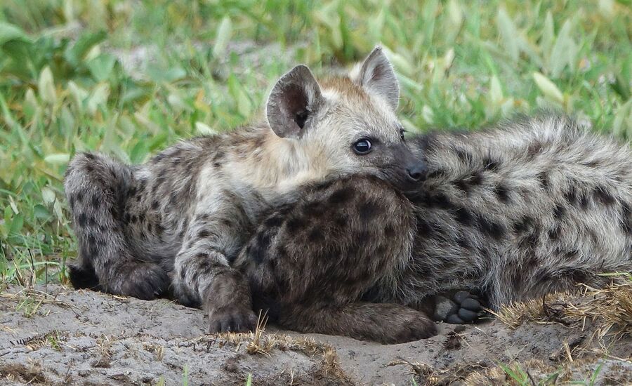 Zambia-liuwa-plains-maun-Botswana-4x4abenteuer-individuelle-ferienm-khaudum-nationalpark-namibia-bigfive-reisen-afrikaspezialist-fine-travel-stgallen-reiseberatung-ferien
