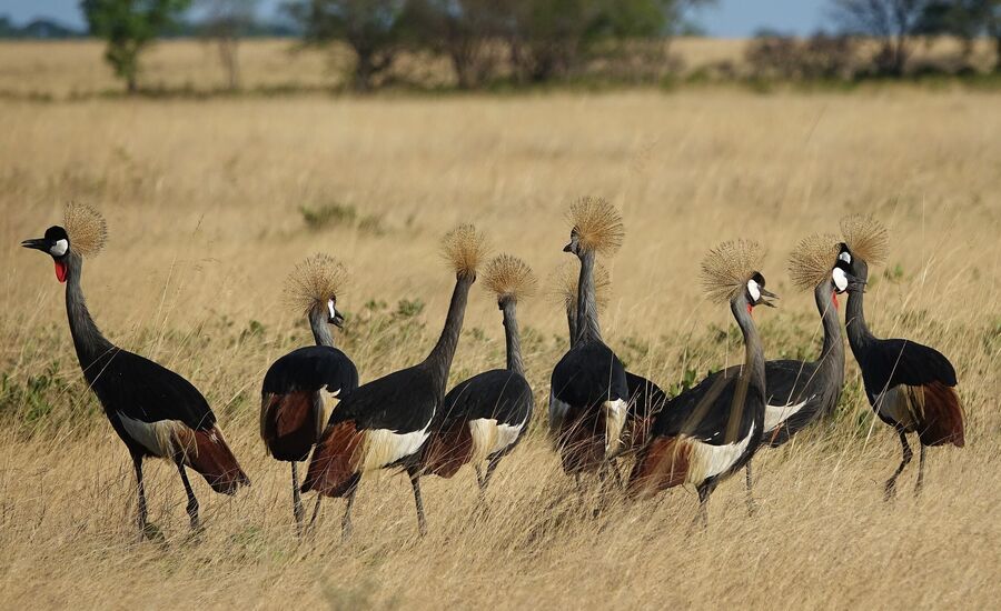 Zambia-liuwa-plains-maun-Botswana-4x4abenteuer-individuelle-ferienm-khaudum-nationalpark-namibia-bigfive-reisen-afrikaspezialist-fine-travel-stgallen-reiseberatung-ferien