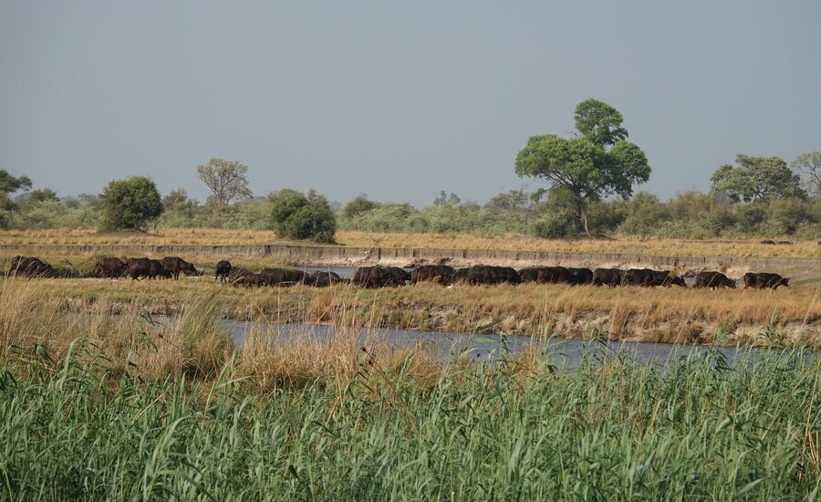 Namushashsa-river-villacaprivi-maun-Botswana-4x4abenteuer-individuelle-ferienm-khaudum-nationalpark-namibia-bigfive-reisen-afrikaspezialist-fine-travel-stgallen-reiseberatung-ferien