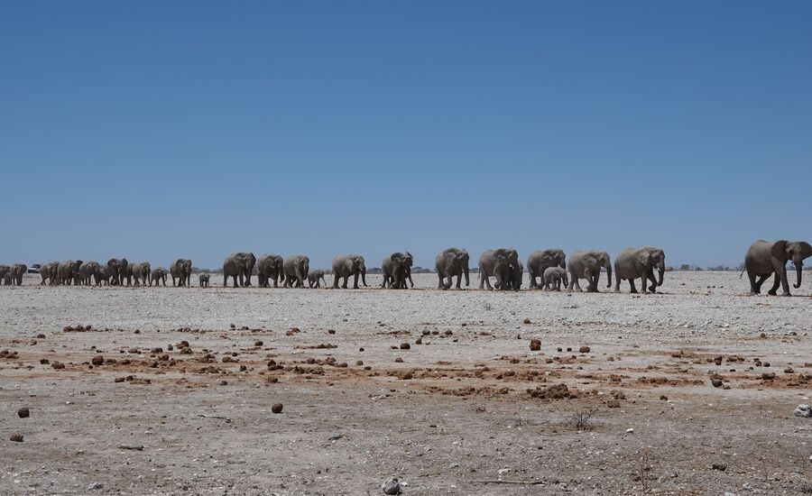 etosha-nationalpark-namibia-bigfive-reisen-afrikaspezialist-fine-travel-stgallen-reiseberatung-ferien