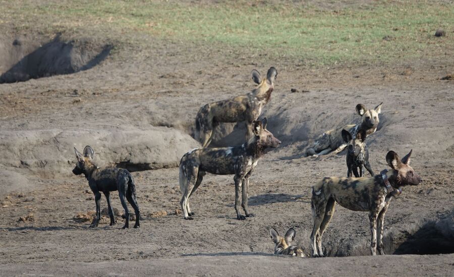 khaudum-maun-Botswana-4x4abenteuer-individuelle-ferienm-khaudum-nationalpark-namibia-bigfive-reisen-afrikaspezialist-fine-travel-stgallen-reiseberatung-ferien