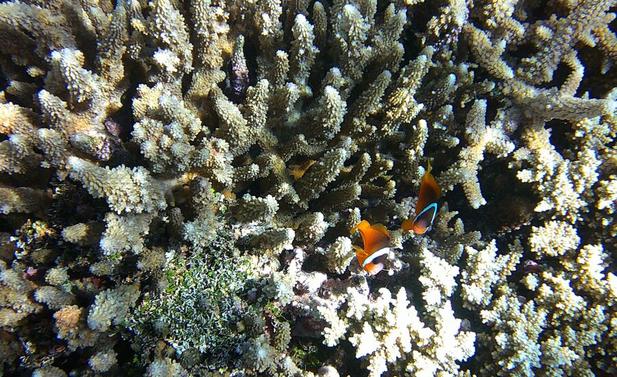 yasawa-fiji-suedsee-reisebericht-finetravel-reisebuero-stgallen-karin-schoen-fernreise-suedseespezialist