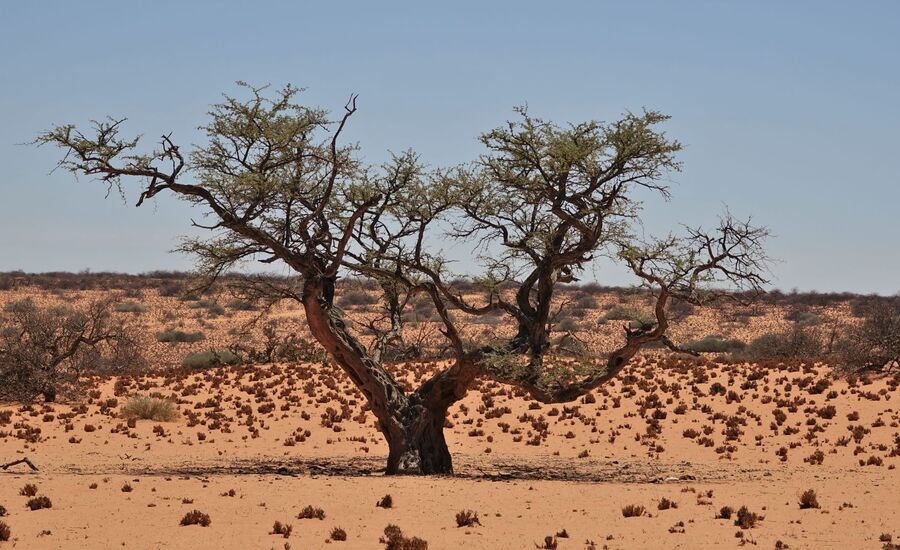 Brandberg-Twyfelfontein-abenteuer-4x4selbstfahrer-namibia-selbstfahrer-afrikaspezialist-ostschweiz-luxusreise-individuell-reiseplanung-reisebuero-stgallen