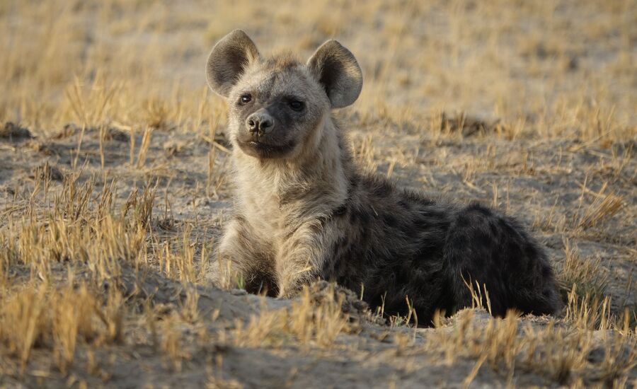 khaudum-maun-Botswana-4x4abenteuer-individuelle-ferienm-khaudum-nationalpark-namibia-bigfive-reisen-afrikaspezialist-fine-travel-stgallen-reiseberatung-ferien