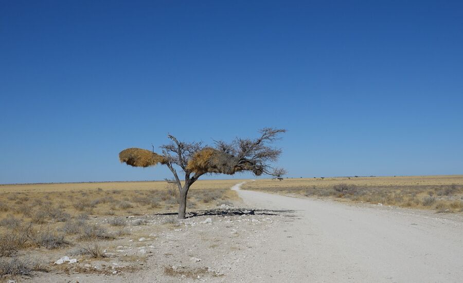 etosha-nationalpark-namibia-bigfive-reisen-afrikaspezialist-fine-travel-stgallen-reiseberatung-ferien