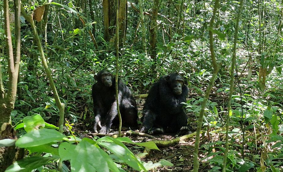 kibaleforest-nationalpark-uganda-tierwelt-safariabenteuer-afrikaspezialist-afrikakenner-geheimtipp-finetravel
