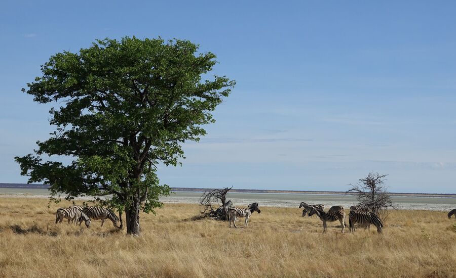 etosha-nationalpark-namibia-bigfive-reisen-afrikaspezialist-fine-travel-stgallen-reiseberatung-ferien