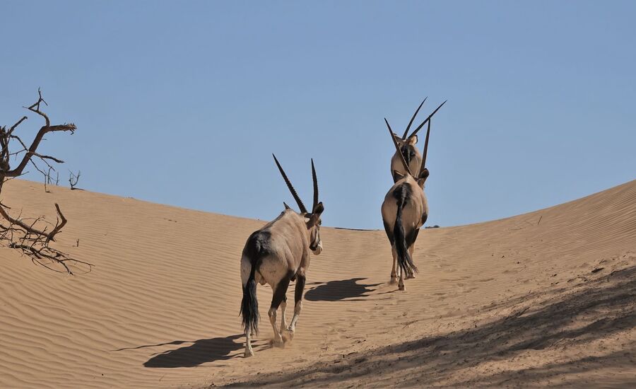 Hoanib-4x4-kakofeld-namibia-selbstfahrer-afrikaspezialist-ostschweiz-luxusreise-individuell-reiseplanung-reisebuero-stgallen