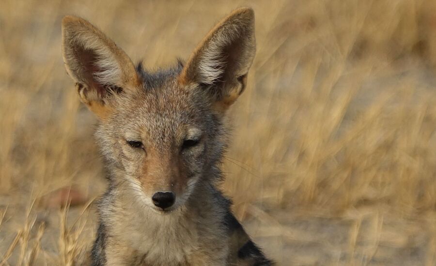 khaudum-maun-Botswana-4x4abenteuer-individuelle-ferienm-khaudum-nationalpark-namibia-bigfive-reisen-afrikaspezialist-fine-travel-stgallen-reiseberatung-ferien