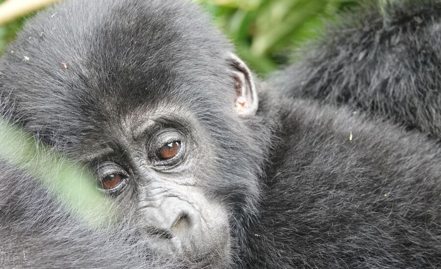 Bwindi-gorillababy-gorillatreck-gorilla-entebbe-kampala-lakevictoria-selfdrive-4x4-abenteuer-uganda-afrika-fine-travel-reisebuero-ostschweiz-experte-authentisch