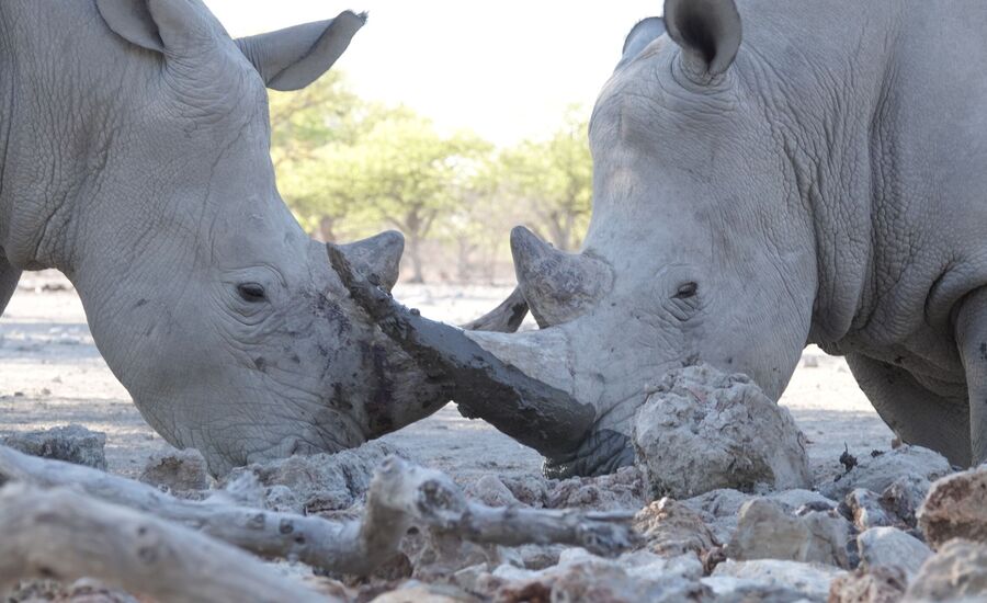 oberland-etosha-namibia-reisespezialisten-stgallen-fine-travel-reisebertaung-schweiz-traumreise-selbstfahrer