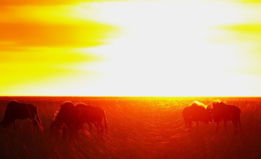 Zambia-liuwa-plains-maun-Botswana-4x4abenteuer-individuelle-ferienm-khaudum-nationalpark-namibia-bigfive-reisen-afrikaspezialist-fine-travel-stgallen-reiseberatung-ferien