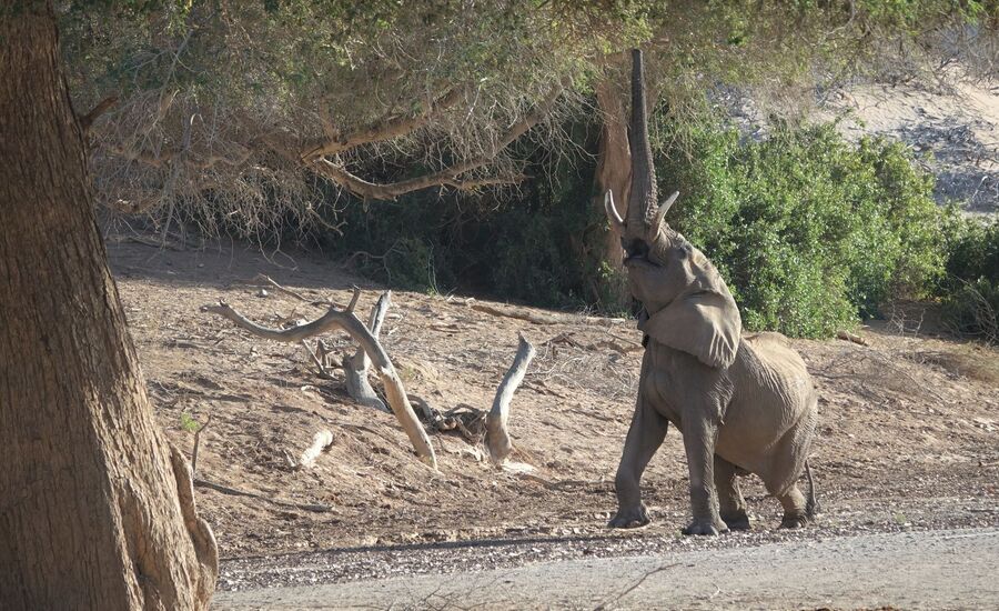 Hoanib-4x4-kakofeld-namibia-selbstfahrer-afrikaspezialist-ostschweiz-luxusreise-individuell-reiseplanung-reisebuero-stgallen