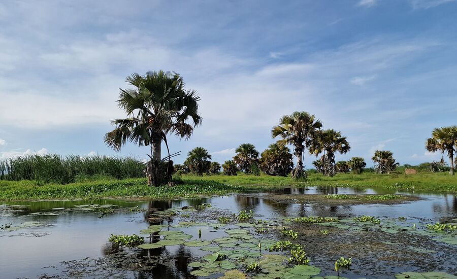 semliki-shoebill-uganda-afrika-ostafrika-reiseberatung-reiseplanung-reiseexperte-afrikaspezialist-fine-travel-reisebuero-stgallen