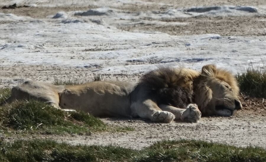 etosha-nationalpark-namibia-bigfive-reisen-afrikaspezialist-fine-travel-stgallen-reiseberatung-ferien