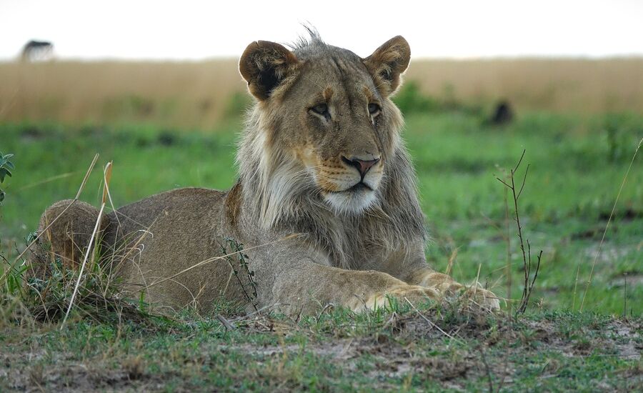 Zambia-liuwa-plains-maun-Botswana-4x4abenteuer-individuelle-ferienm-khaudum-nationalpark-namibia-bigfive-reisen-afrikaspezialist-fine-travel-stgallen-reiseberatung-ferien