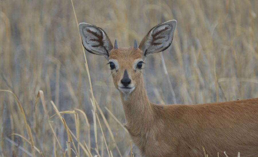 khaudum-maun-Botswana-4x4abenteuer-individuelle-ferienm-khaudum-nationalpark-namibia-bigfive-reisen-afrikaspezialist-fine-travel-stgallen-reiseberatung-ferien