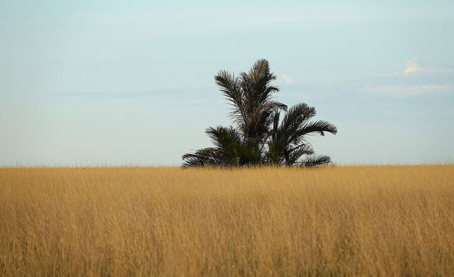 Zambia-liuwa-plains-maun-Botswana-4x4abenteuer-individuelle-ferienm-khaudum-nationalpark-namibia-bigfive-reisen-afrikaspezialist-fine-travel-stgallen-reiseberatung-ferien