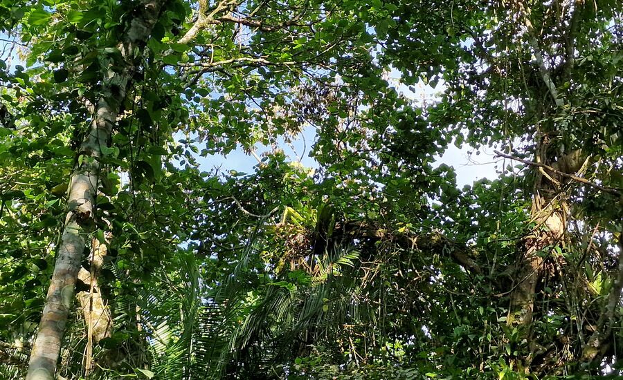 kibaleforest-fortportal-uganda-afrika-ostafrika-reiseberatung-reiseplanung-reiseexperte-afrikaspezialist-fine-travel-reisebuero-stgallen