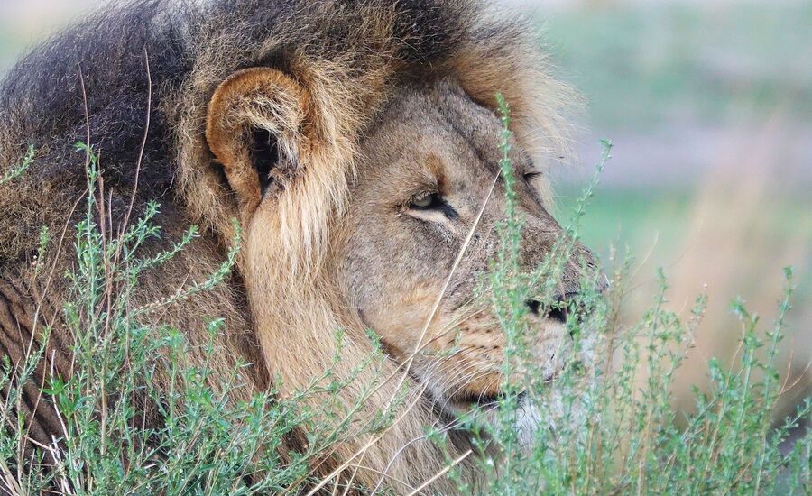 Zambia-liuwa-plains-maun-Botswana-4x4abenteuer-individuelle-ferienm-khaudum-nationalpark-namibia-bigfive-reisen-afrikaspezialist-fine-travel-stgallen-reiseberatung-ferien