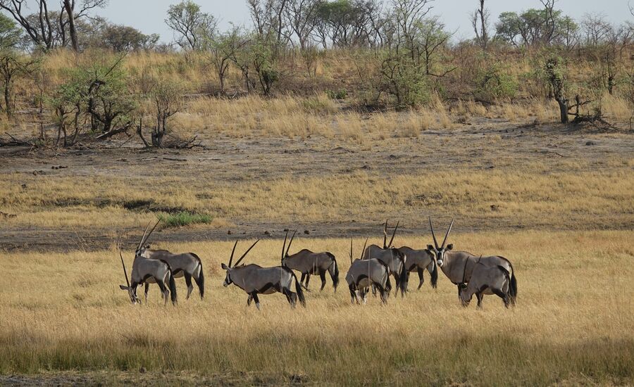 khaudum-maun-Botswana-4x4abenteuer-individuelle-ferienm-khaudum-nationalpark-namibia-bigfive-reisen-afrikaspezialist-fine-travel-stgallen-reiseberatung-ferien