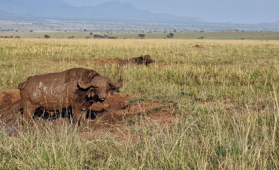 Kidepovalley-nationalpark-uganda-selfdrive-selbstfahrer-afrika-wasserfaelle-reisebuero-fine-travel-ostschweiz-reiseplanung-reiseexperte