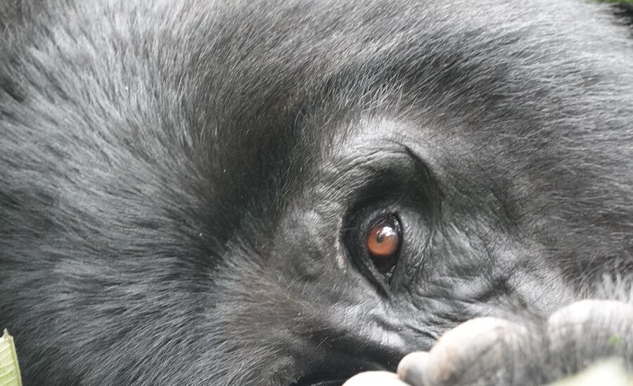 bwindi-nationalpark-uganda-finetravel-safari-natur-tierwelt-big5-pirschfahrten-savanne-afrikaspezialist-afrikakenner