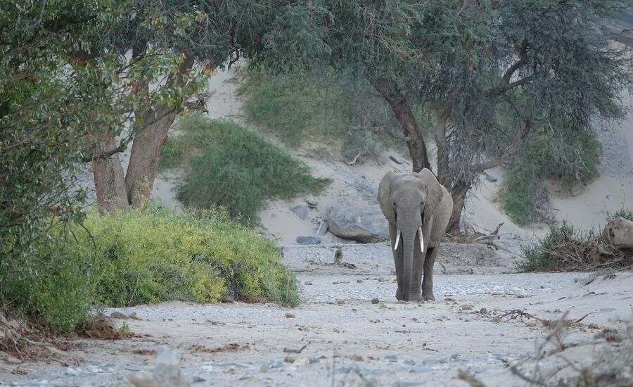 Hoanib-4x4-kakofeld-namibia-selbstfahrer-afrikaspezialist-ostschweiz-luxusreise-individuell-reiseplanung-reisebuero-stgallen