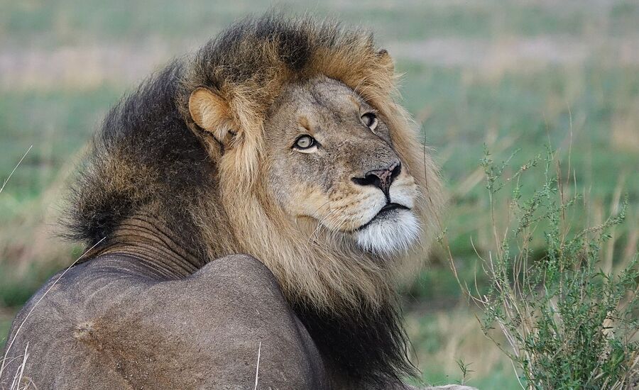 Zambia-liuwa-plains-maun-Botswana-4x4abenteuer-individuelle-ferienm-khaudum-nationalpark-namibia-bigfive-reisen-afrikaspezialist-fine-travel-stgallen-reiseberatung-ferien