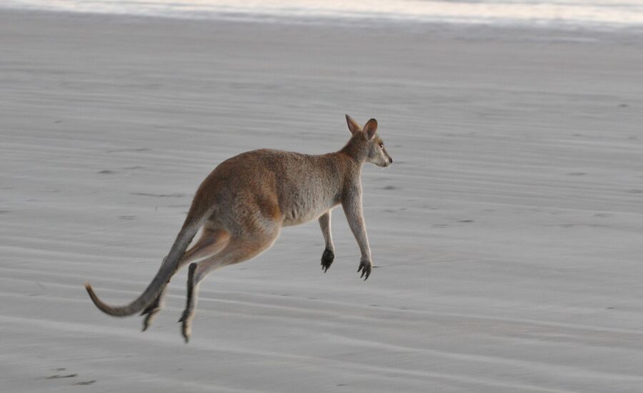 cape-hillsborough-australien-reisebericht-finetravel-reisebuero-stgallen-karin-schoen-australienferien-ozeanienspezialist