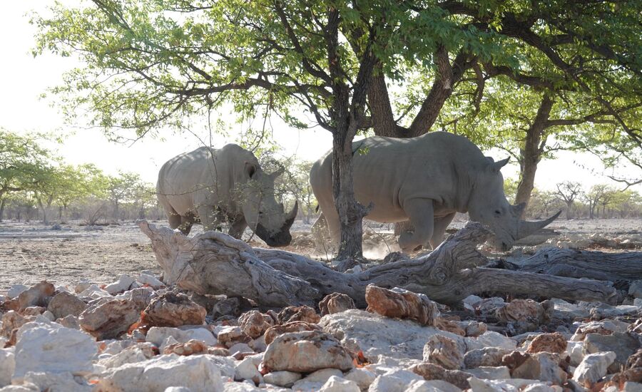 oberland-etosha-namibia-reisespezialisten-stgallen-fine-travel-reisebertaung-schweiz-traumreise-selbstfahrer