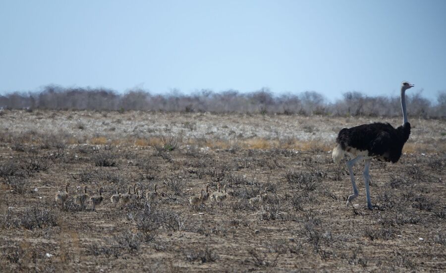 etosha-van-zyl's-pass-kaokofeld-reisen-afrikaspezialist-fine-travel-stgallen-reiseberatung-ferien-kunene-epupafalls