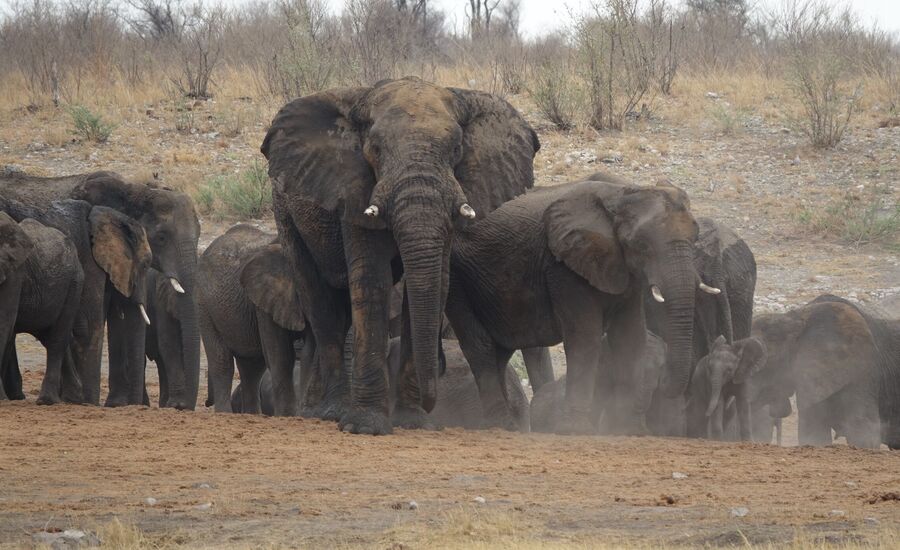 khaudum-maun-Botswana-4x4abenteuer-individuelle-ferienm-khaudum-nationalpark-namibia-bigfive-reisen-afrikaspezialist-fine-travel-stgallen-reiseberatung-ferien