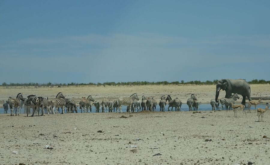 etosha-nationalpark-namibia-bigfive-reisen-afrikaspezialist-fine-travel-stgallen-reiseberatung-ferien