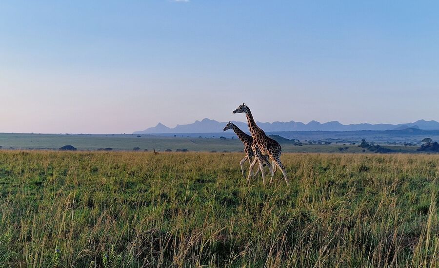 kidepovalley-uganda-afrika-ostafrika-reiseberatung-reiseplanung-reiseexperte-afrikaspezialist-fine-travel-reisebuero-stgallen