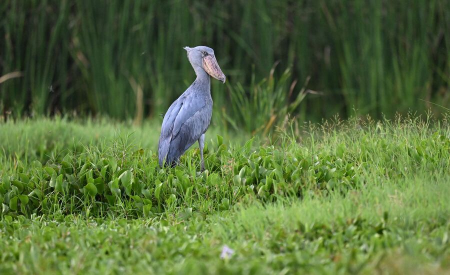 semliki-shoebill-uganda-afrika-ostafrika-reiseberatung-reiseplanung-reiseexperte-afrikaspezialist-fine-travel-reisebuero-stgallen