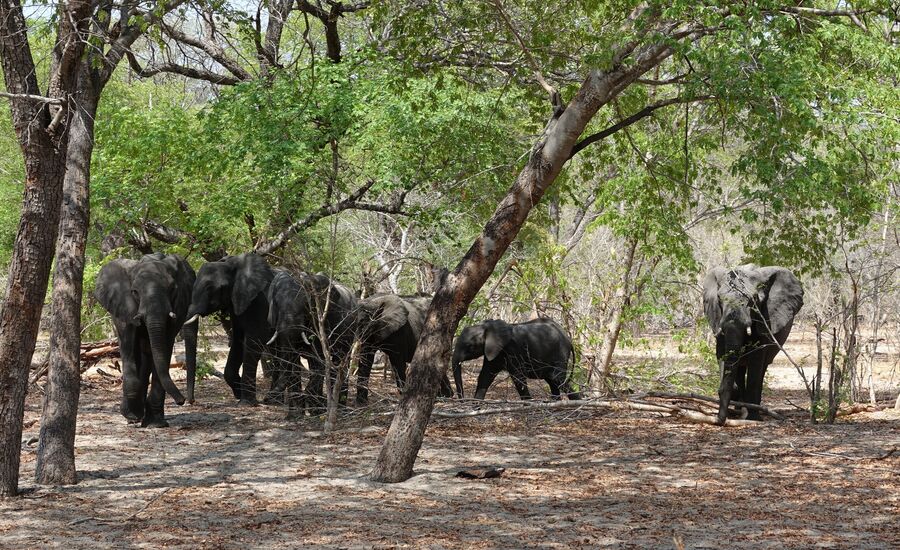 caprivi-bwabwata-maun-Botswana-4x4abenteuer-individuelle-ferienm-khaudum-nationalpark-namibia-bigfive-reisen-afrikaspezialist-fine-travel-stgallen-reiseberatung-ferien
