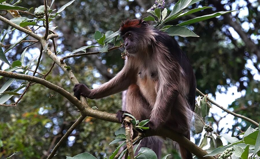 kibaleforest-fortportal-uganda-afrika-ostafrika-reiseberatung-reiseplanung-reiseexperte-afrikaspezialist-fine-travel-reisebuero-stgallen